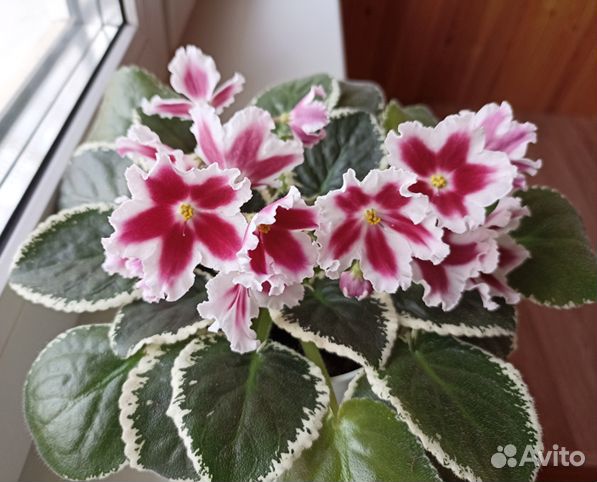 Сортовые фиалки