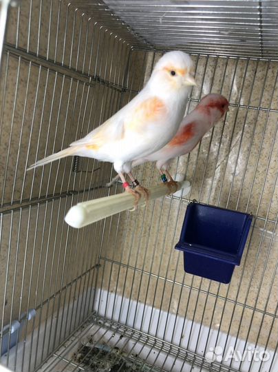 Канарейка пара