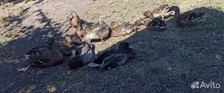 Утка кряква подсадная для охоты