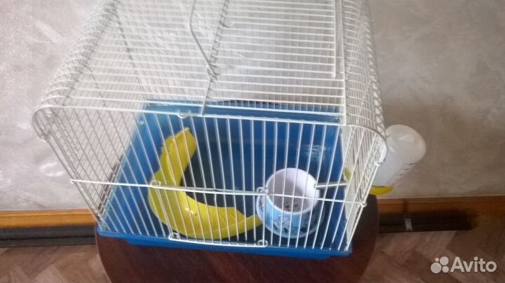 Коланхоэ Дегремона лечебный и Хлорофитум