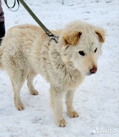 Собака