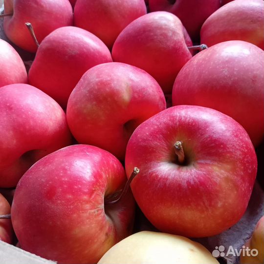 Яблоки Гала