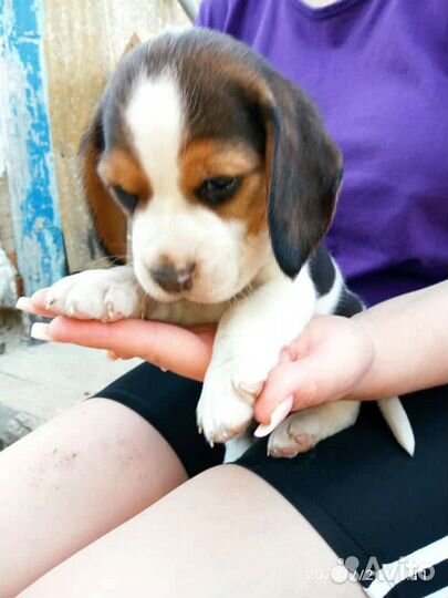 Щенки бигль