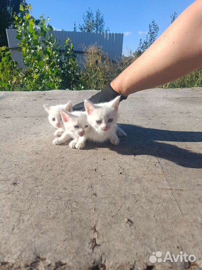 Котята обычные бесплатно