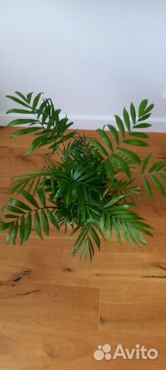 Хамедорея Элеганс 60 см