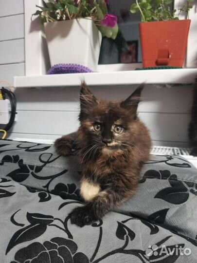 Мейн-кун девочка черепашка