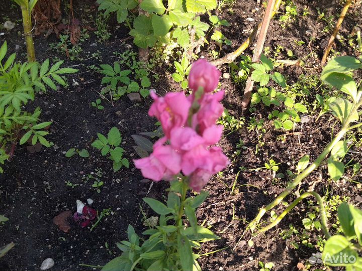 Львиный зев, хоста, хризантемы