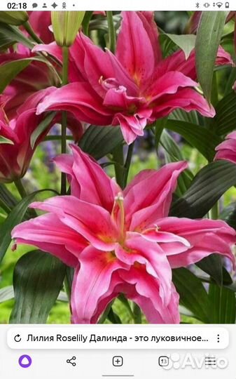 Лилия Roselily Далинда