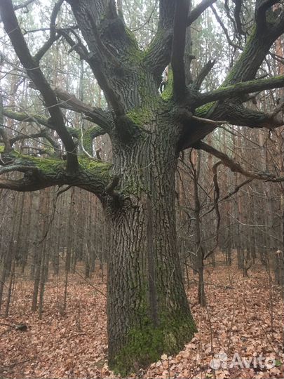 Дуб декор для лестниц