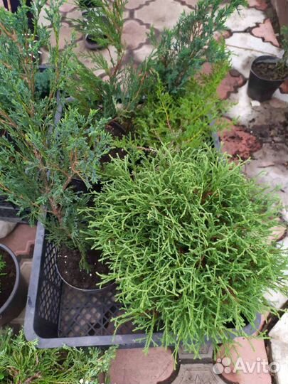 Хвойные растения