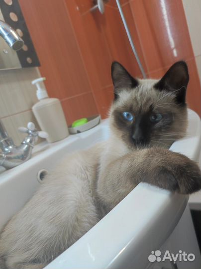 Тайский кот вязка