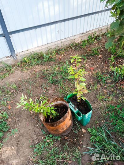 Саженцы слива