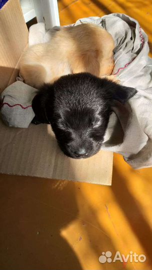 Щенки лабрадора