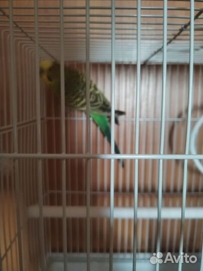 Волнистый попугай с клеткой