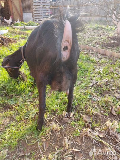 Коза ломанча