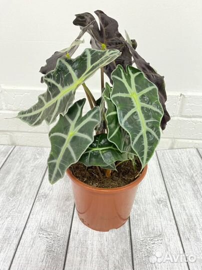 Алоказия амазоника 14 40