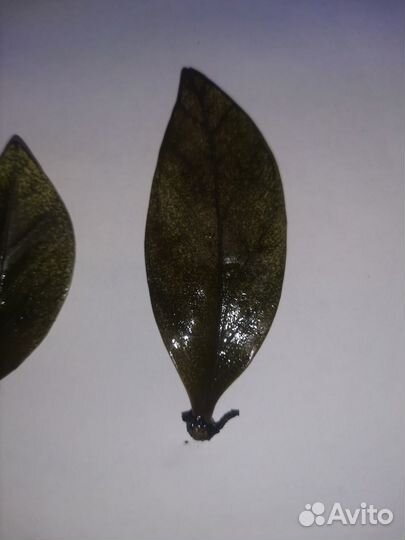 Замиокулькас Emerged green