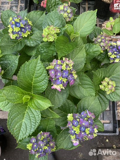 Гортензия крупнолистная