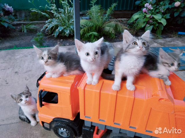 Коты с доставкой