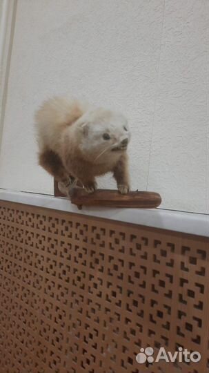 Чучело хорек-ласка