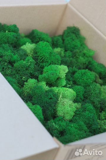 Стабилизированный мох производитель