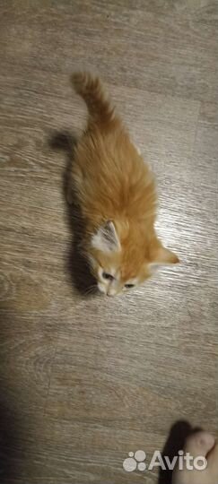 Отдам котенка в добрые руки, к лотку приучен
