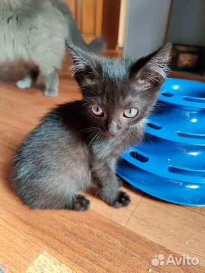 Маленький котик