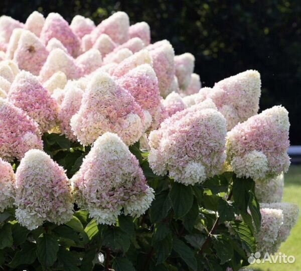 Гортензия Summer Love