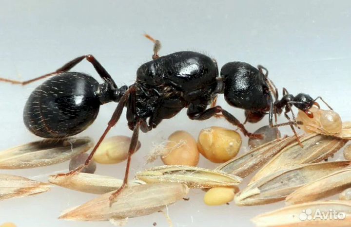 Messor Structor (степные муравьи-жнецы)