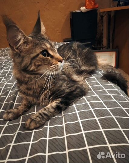 Кошка Мейн-кун