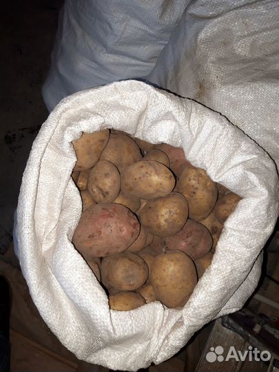 Продам картофель
