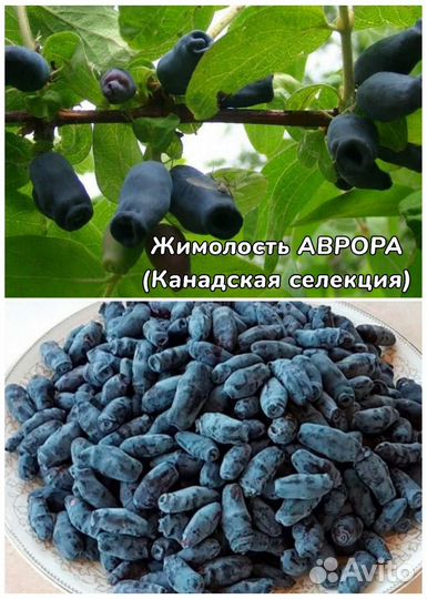 Жимолости канадской селекции и традиционные сорта