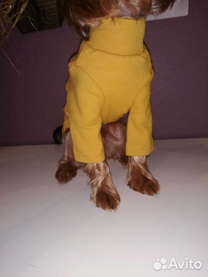 Кофточка для маленькой собачки