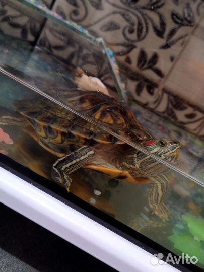 Террариум с красноухой черепахой