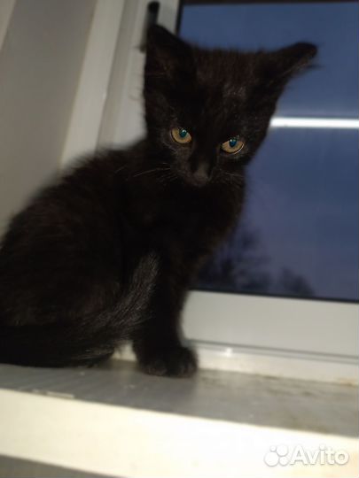 Черный котенок