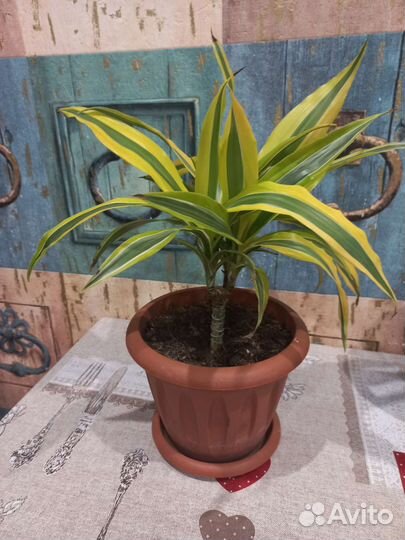 Диффенбахия