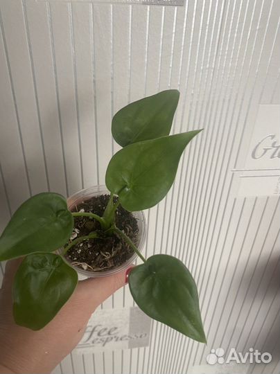 Алоказия кукулата