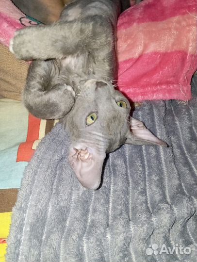Донской сфинкс котята велюр