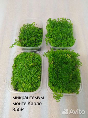 Растения для флорариума 1