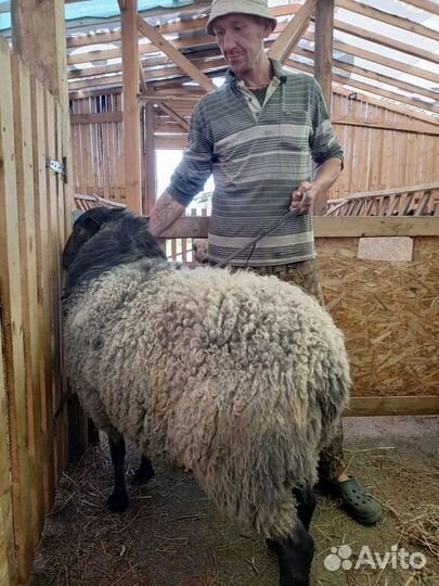 Романовские овцы и бараны