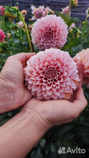 Георгины (Далия) делёнки