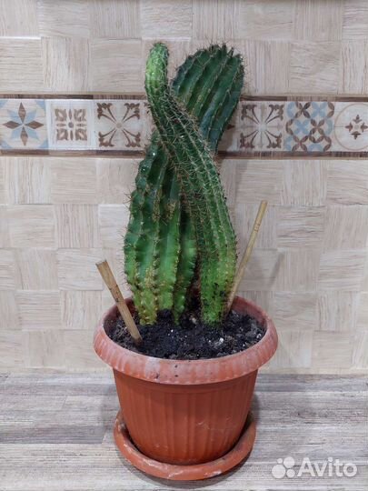 Большой кактус