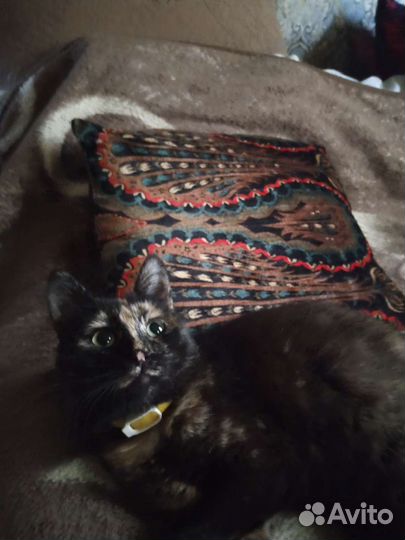 Кошка в дар бесплатно