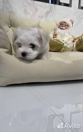 Мальтийская болонка