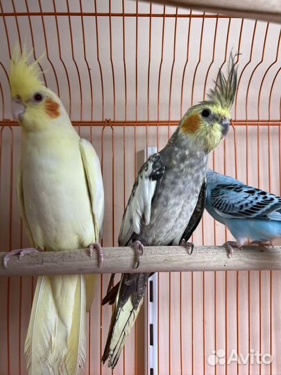 Попугай корелла