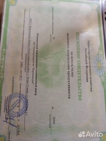 Джерсийскую нетель