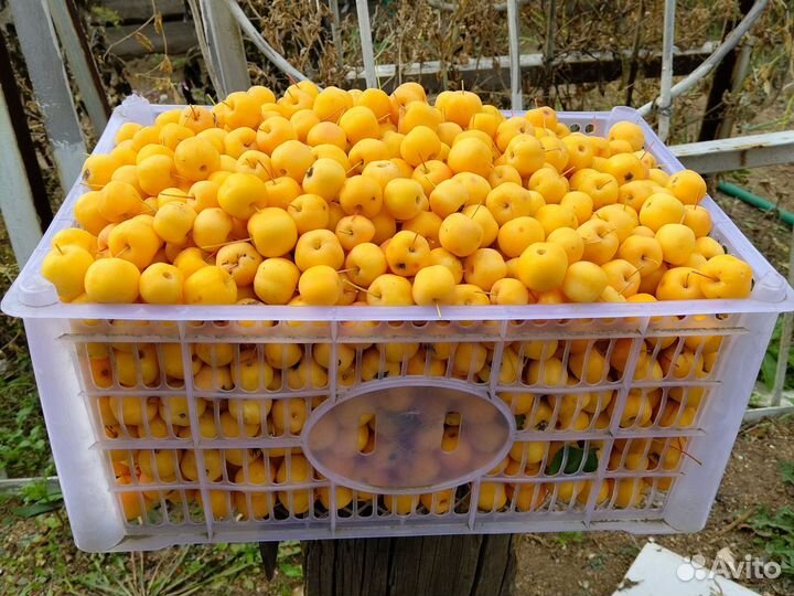 Продаю ранетку