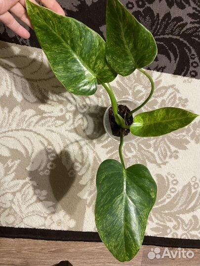 Филодендрон гигантум вариегатный