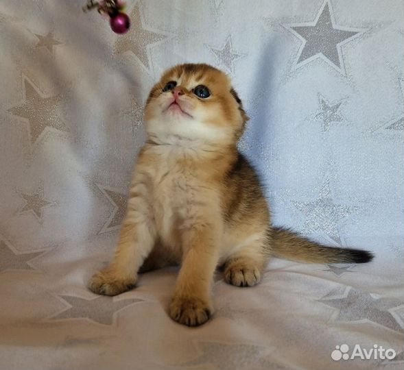 Шотланская шиншилла