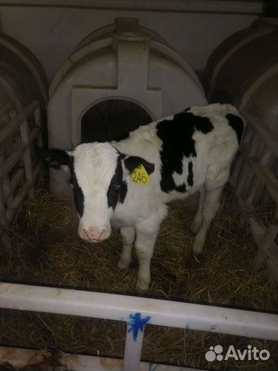 Тёлки бычки